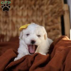 Tiny-Noelle, Bichon Frise Puppy